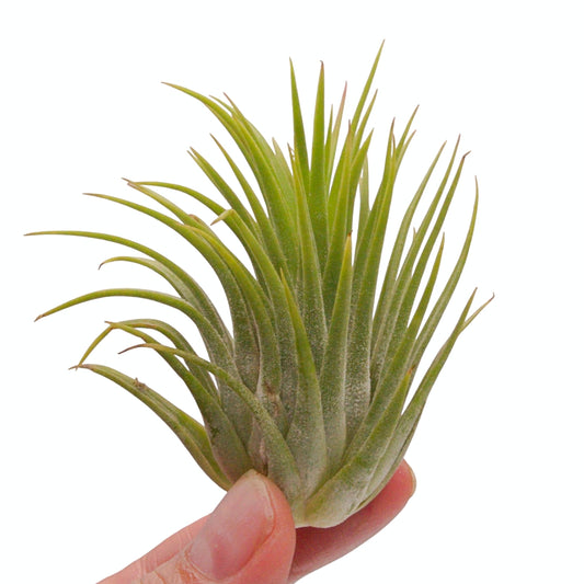 Tillandsia airplant ionantha ron