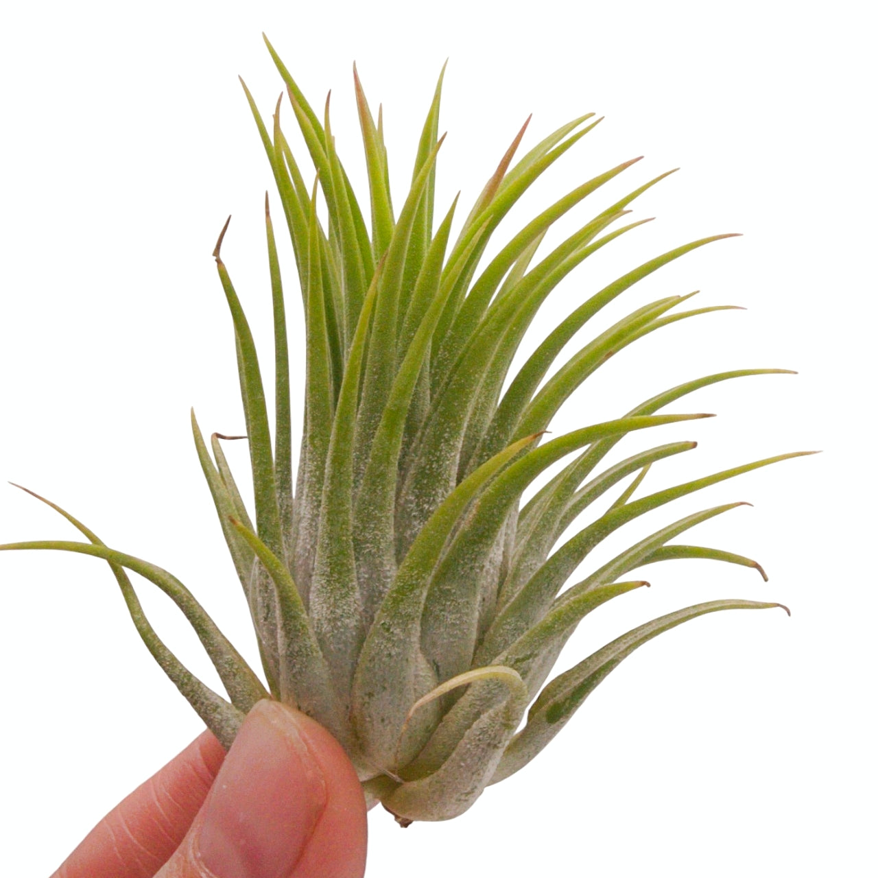 Tillandsia airplant ionantha ron