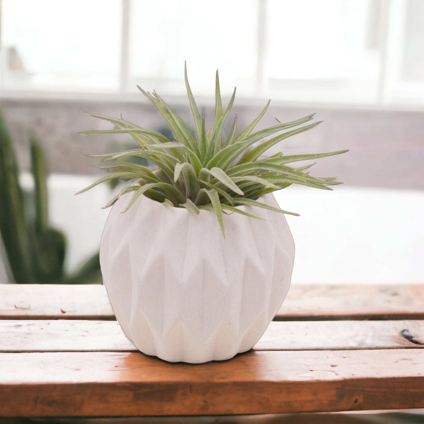 White hydrostone airplant pots