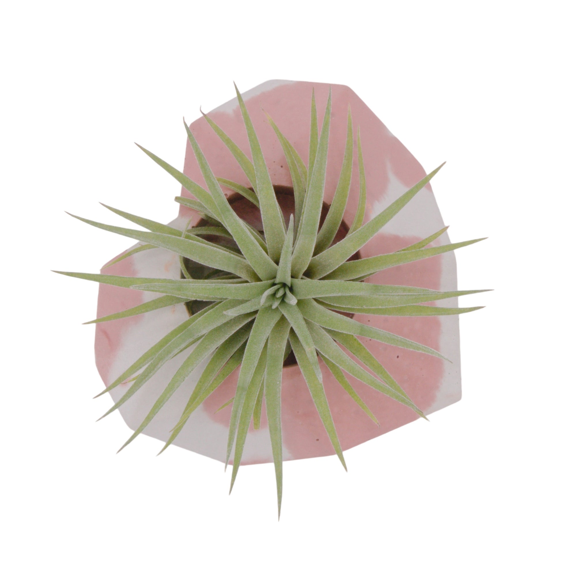 Tillandsia Plagiotropica Airplant in Canada