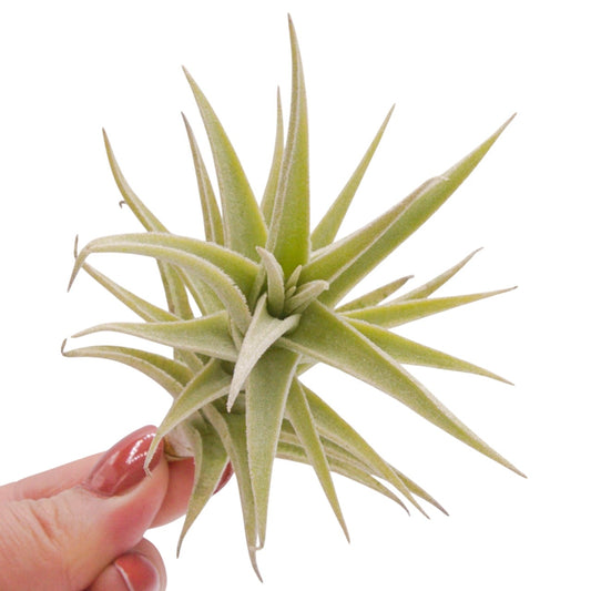 Tillandsia Purpurea Large Form airplant