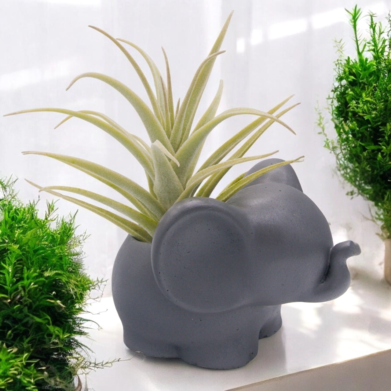 Tillandsia Purpurea Large Form airplant