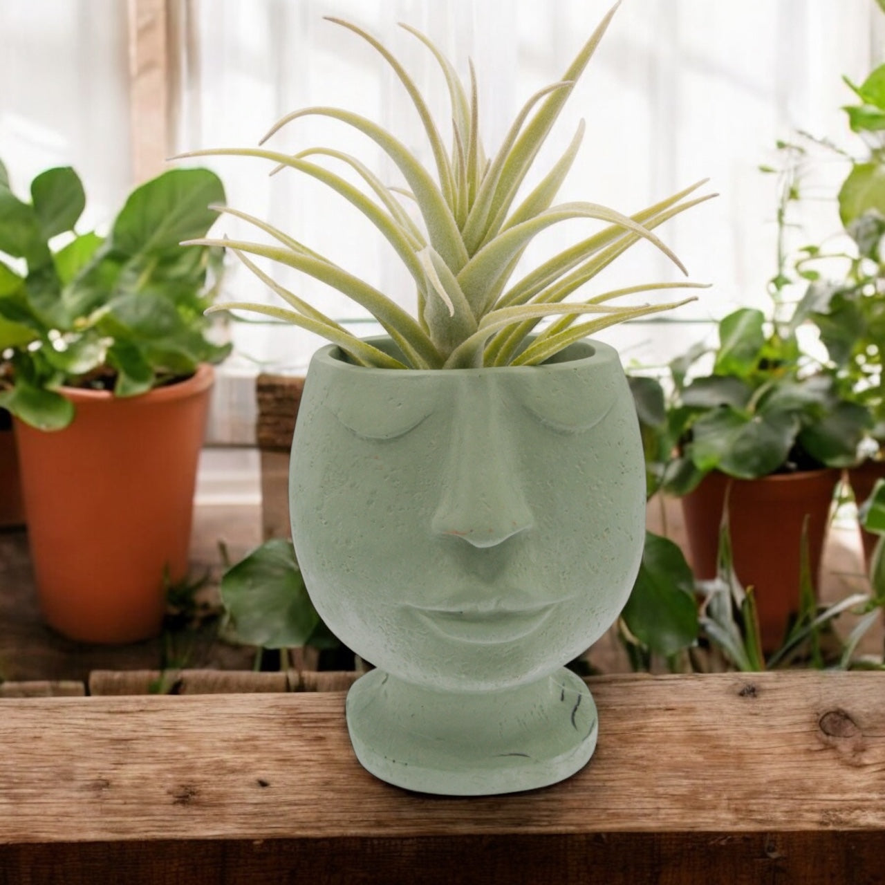 Tillandsia Purpurea Large Form airplant