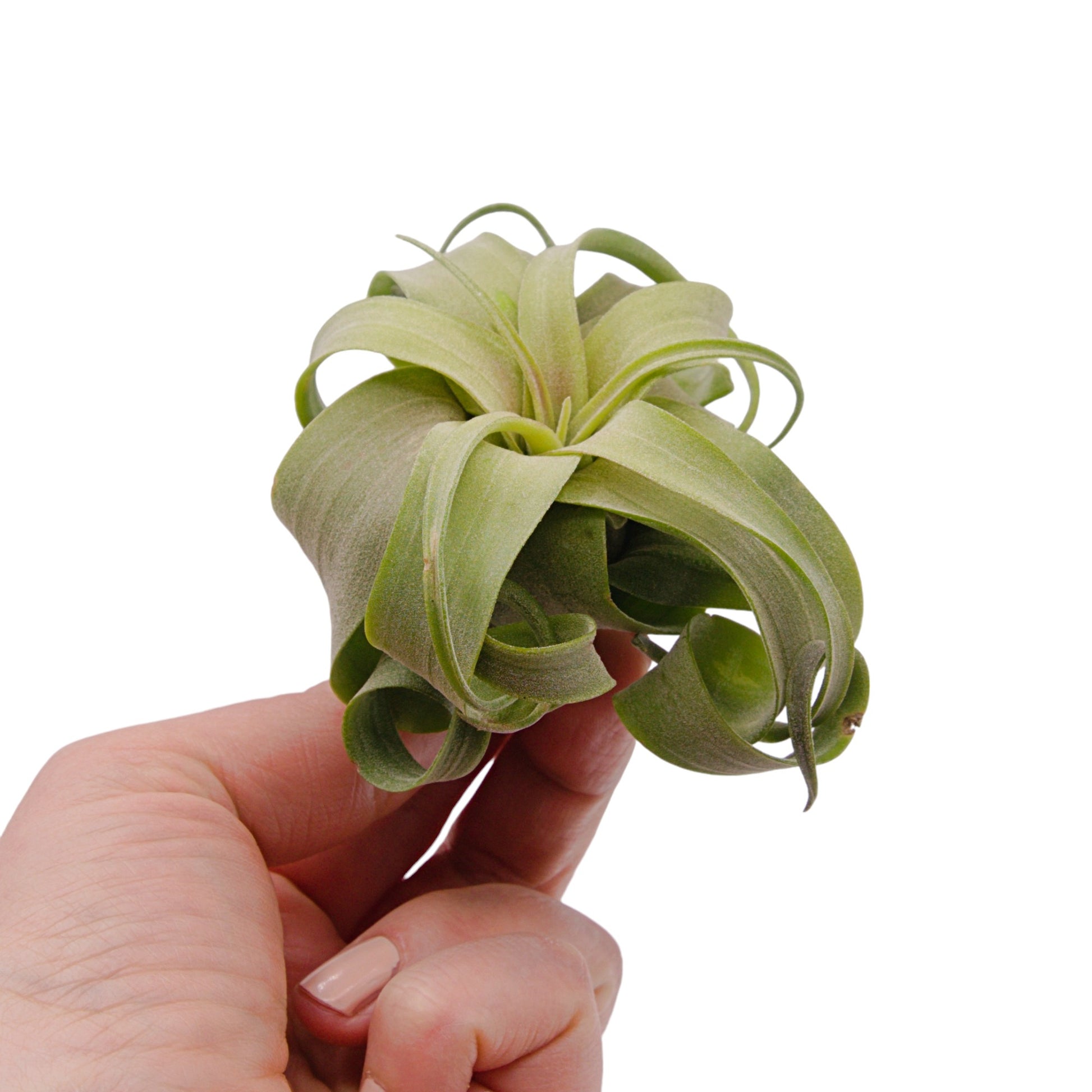 Tillandsia Streptophylla Ultra Curly