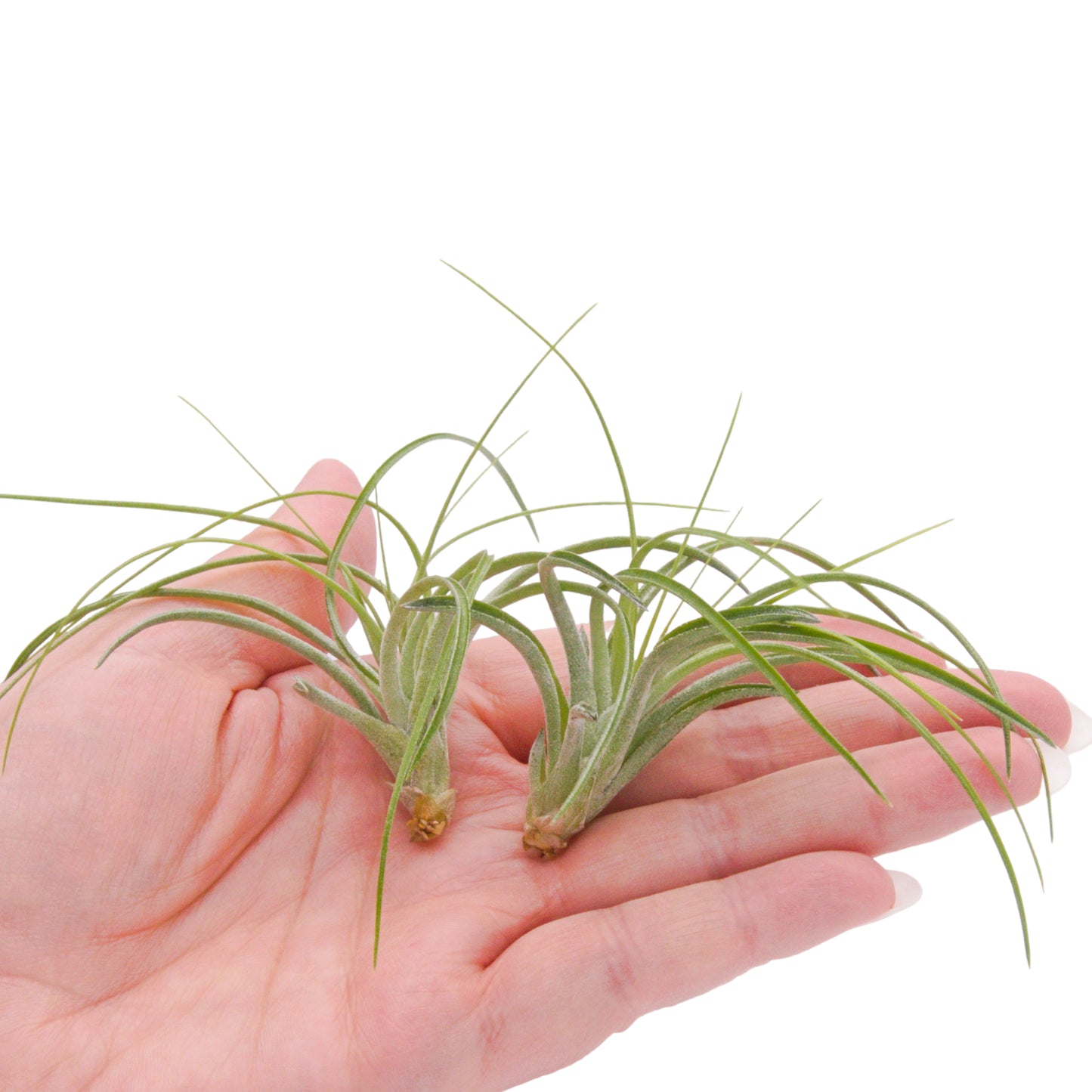 air plants canada Tillandsia Stricta – Plant Babies Terrariums