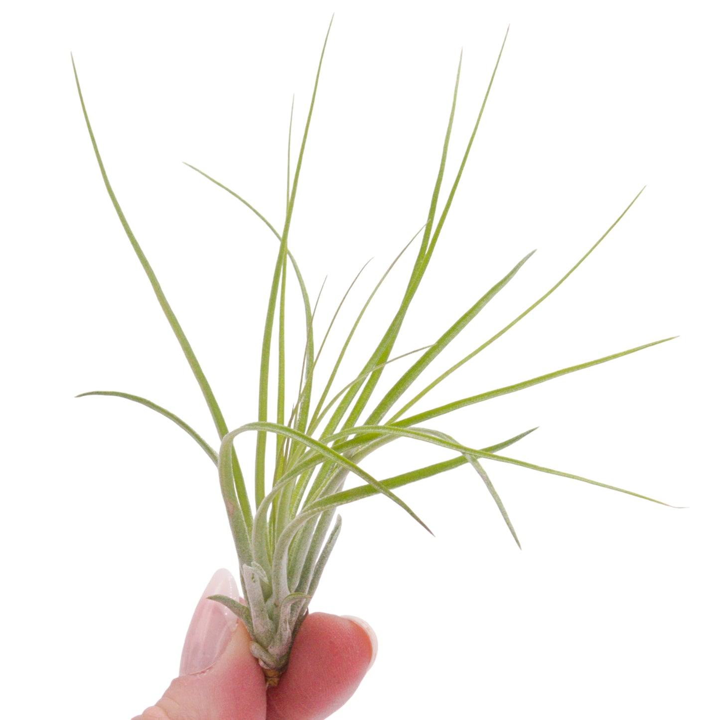 Tillandsia Stricta airplants in Canada