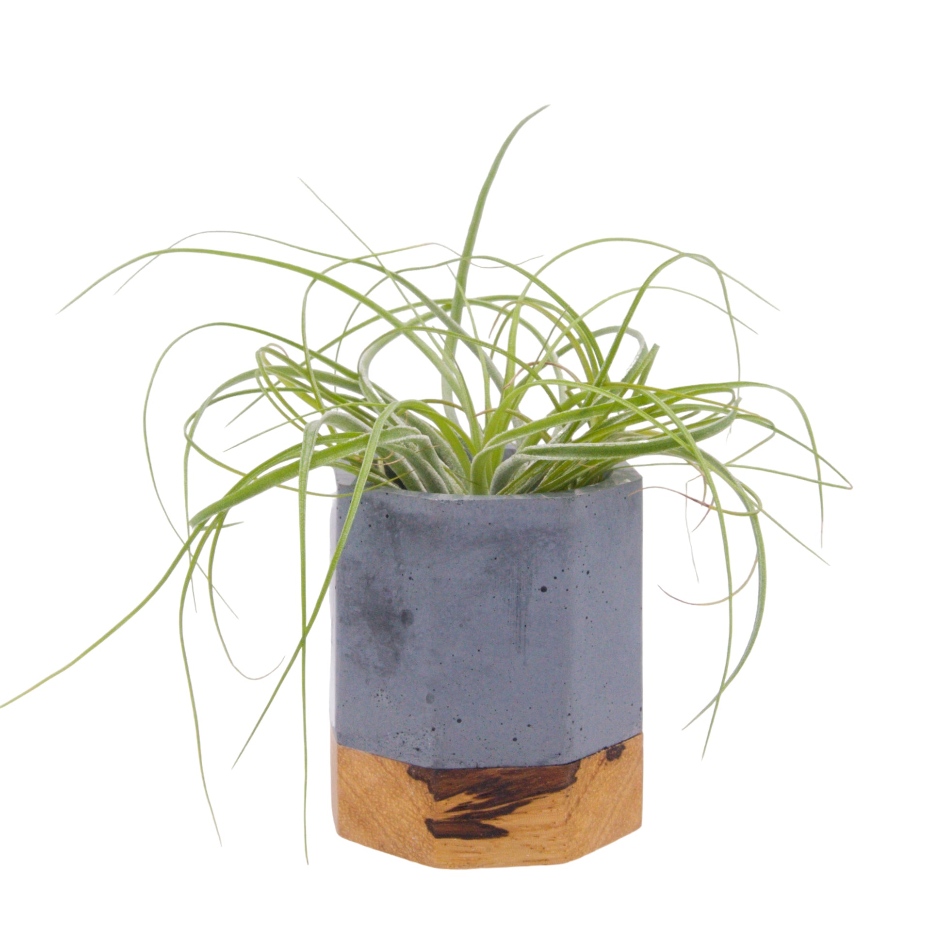 Tillandsia Stricta airplants in Canada