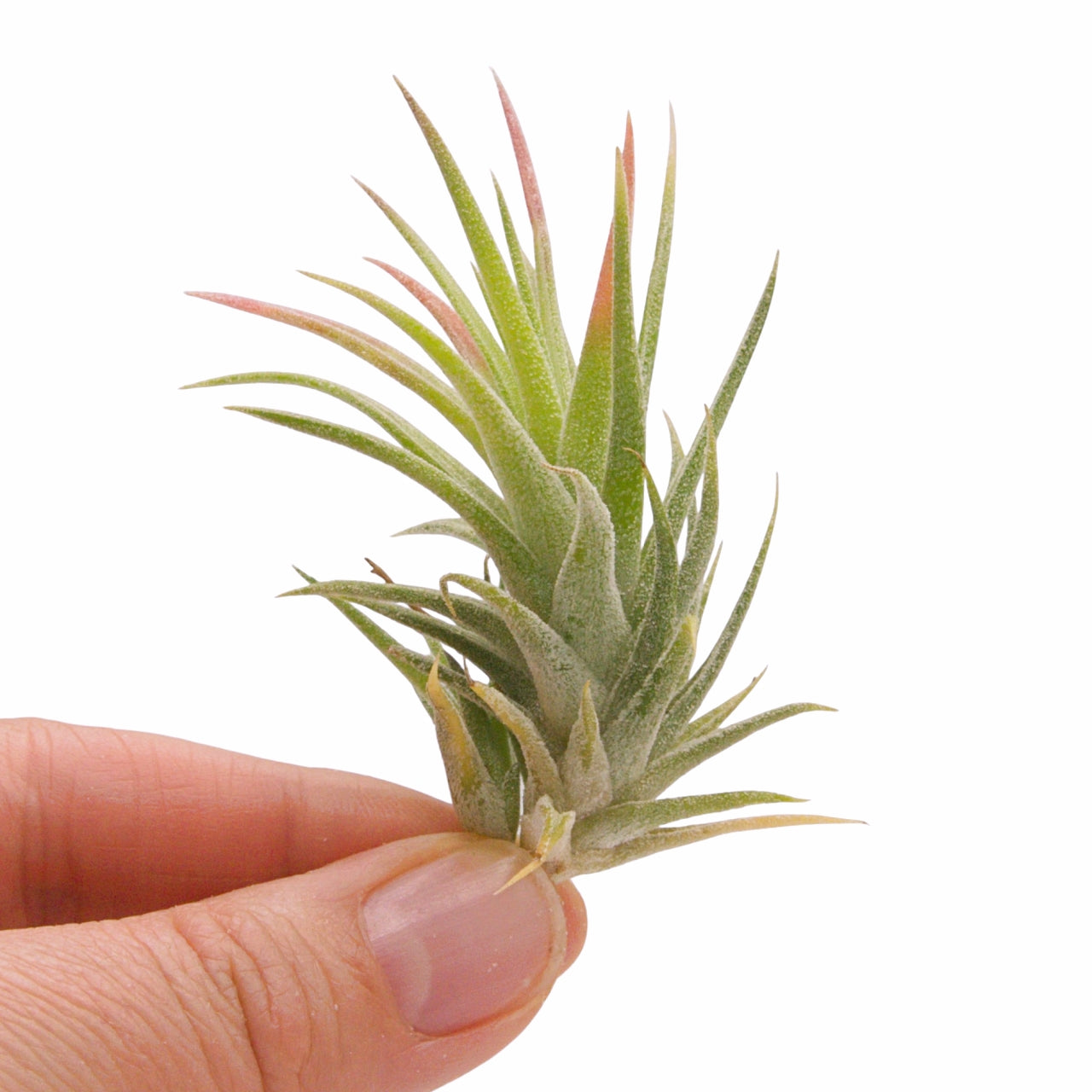 tillandsia ionantha vanhyningii