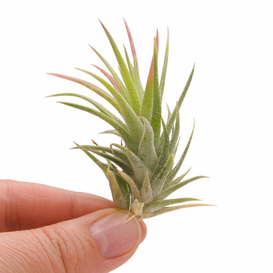 tillandsia ionantha vanhyningii