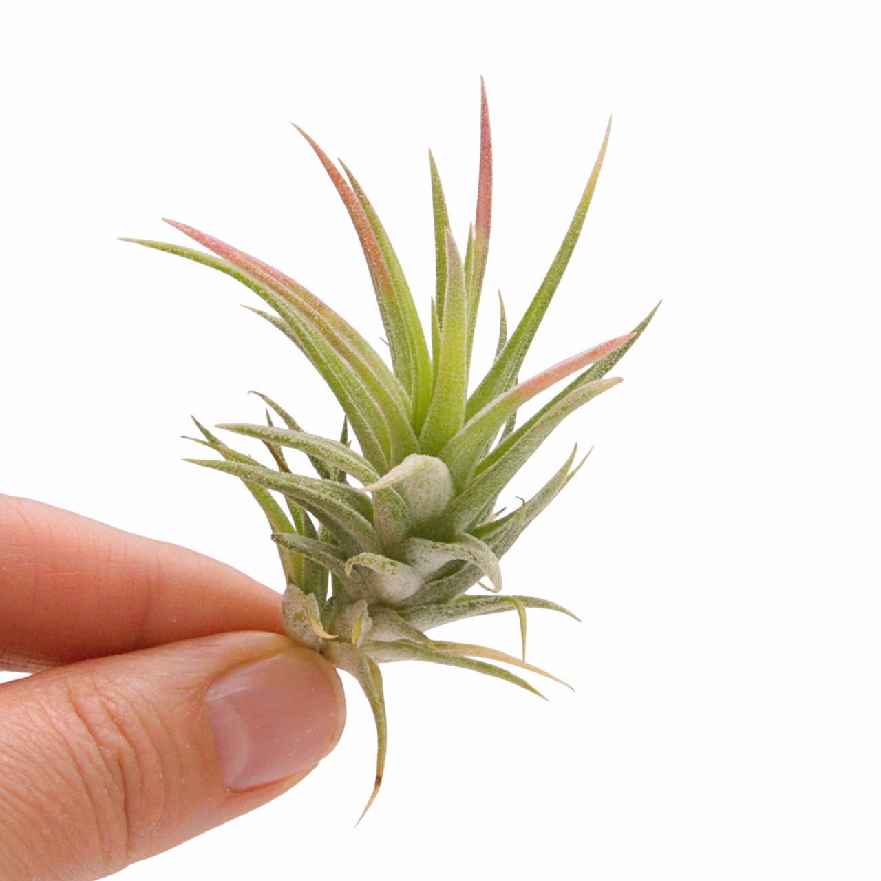 tillandsia ionantha vanhyningii