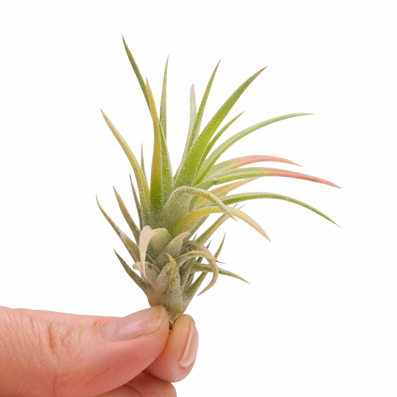 tillandsia ionantha vanhyningii