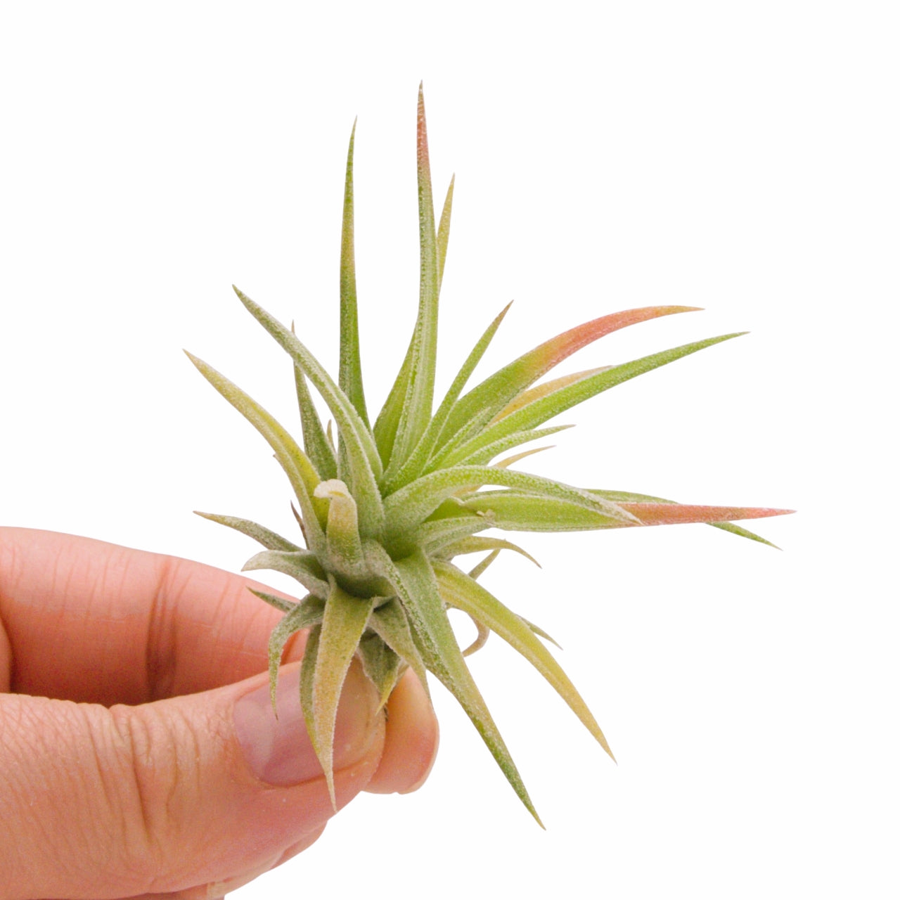 tillandsia ionantha vanhyningii