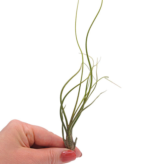 Tillandsia Butzii airplant