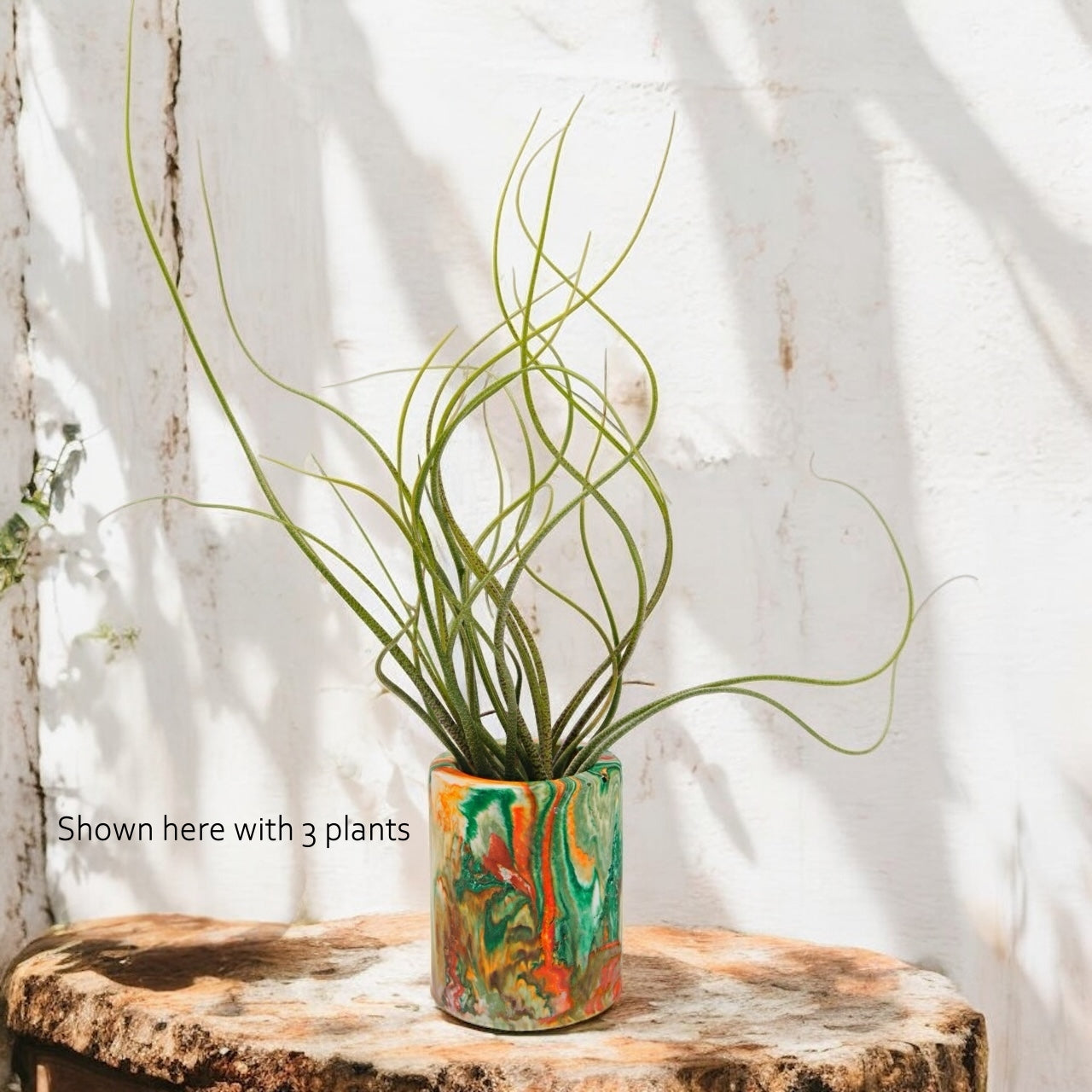 Tillandsia Butzii airplant in a multi-coloured pot