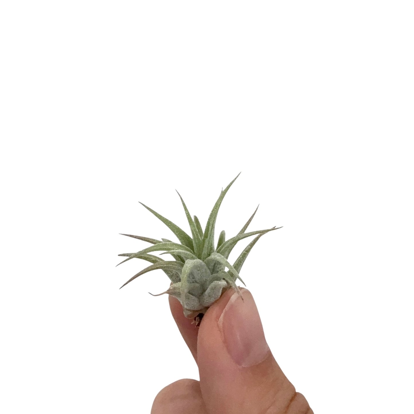 Tillandsia Airplant Ionantha Rubra mini size