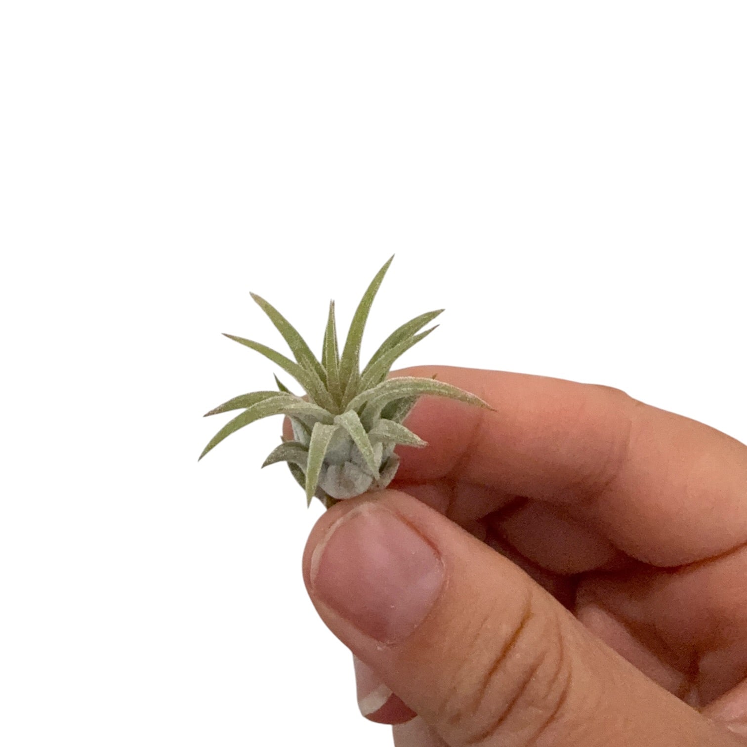 Tillandsia Airplant Ionantha Rubra mini size