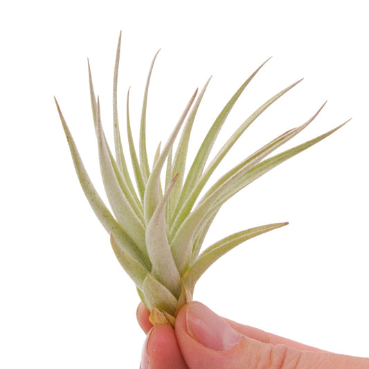 Tillandsia Jucunda