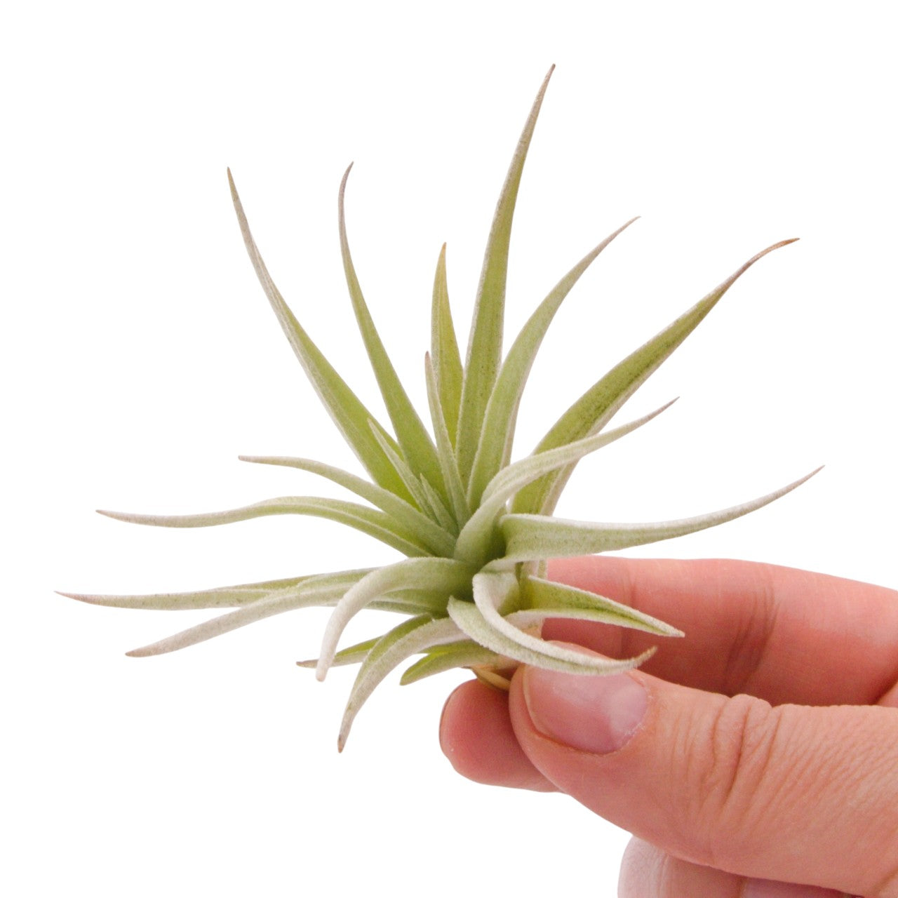 Tillandsia Jucunda