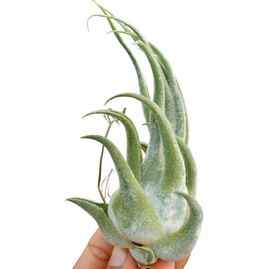 Tillandsia Seleriana bulbous airplant