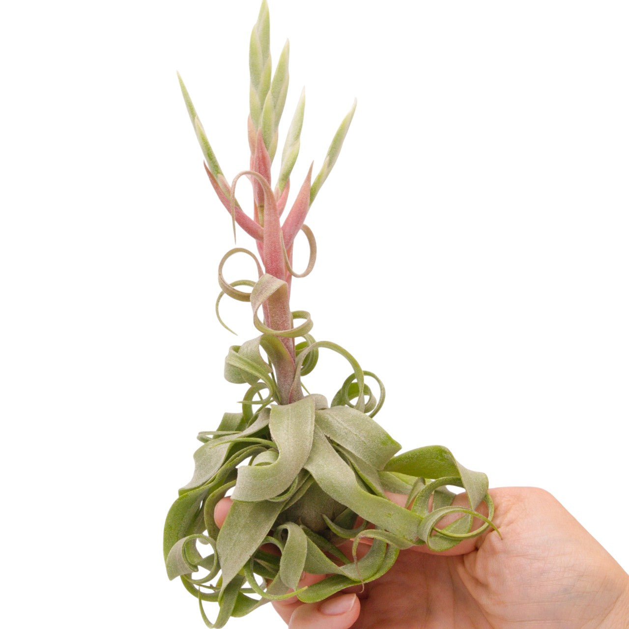 Tillandsia Streptophylla ultra bouclée