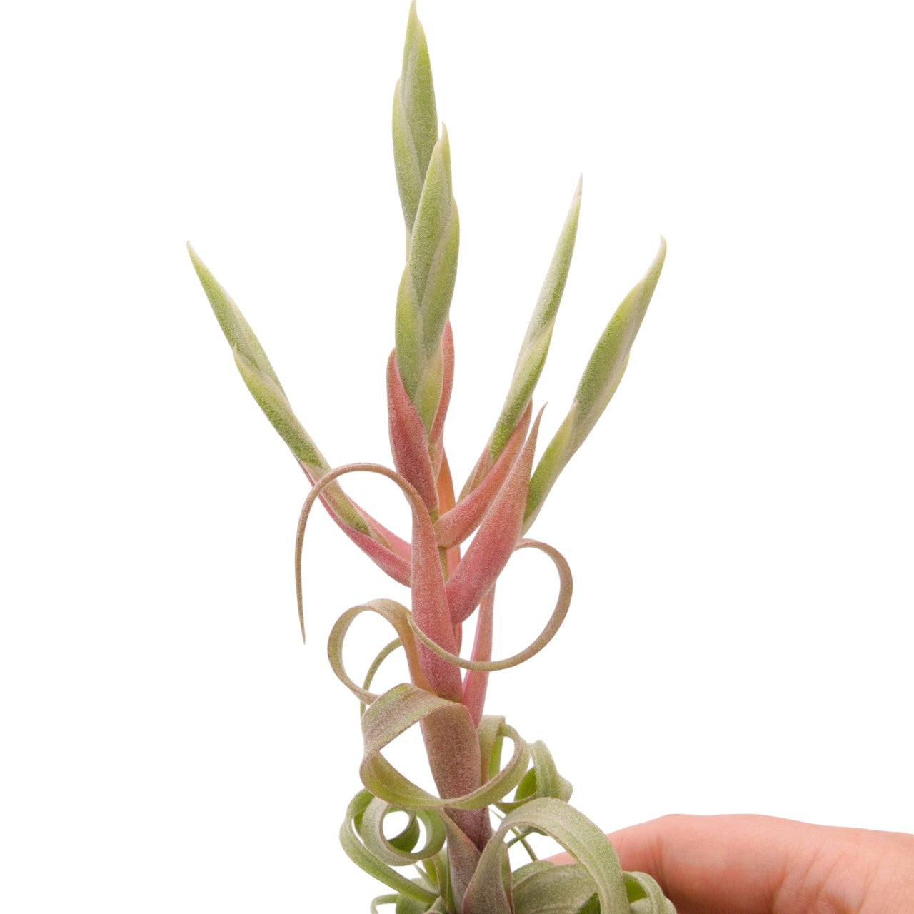 Tillandsia Streptophylla ultra bouclée