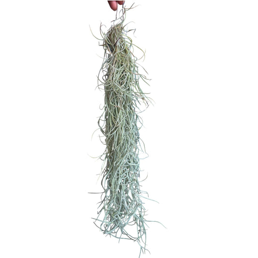 Hanging Spanish moss on a white background