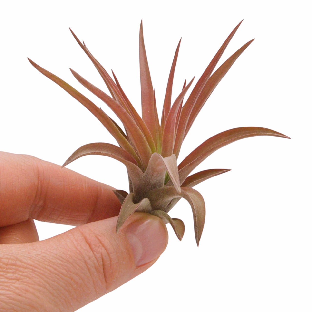 Tillandsia Velutina
