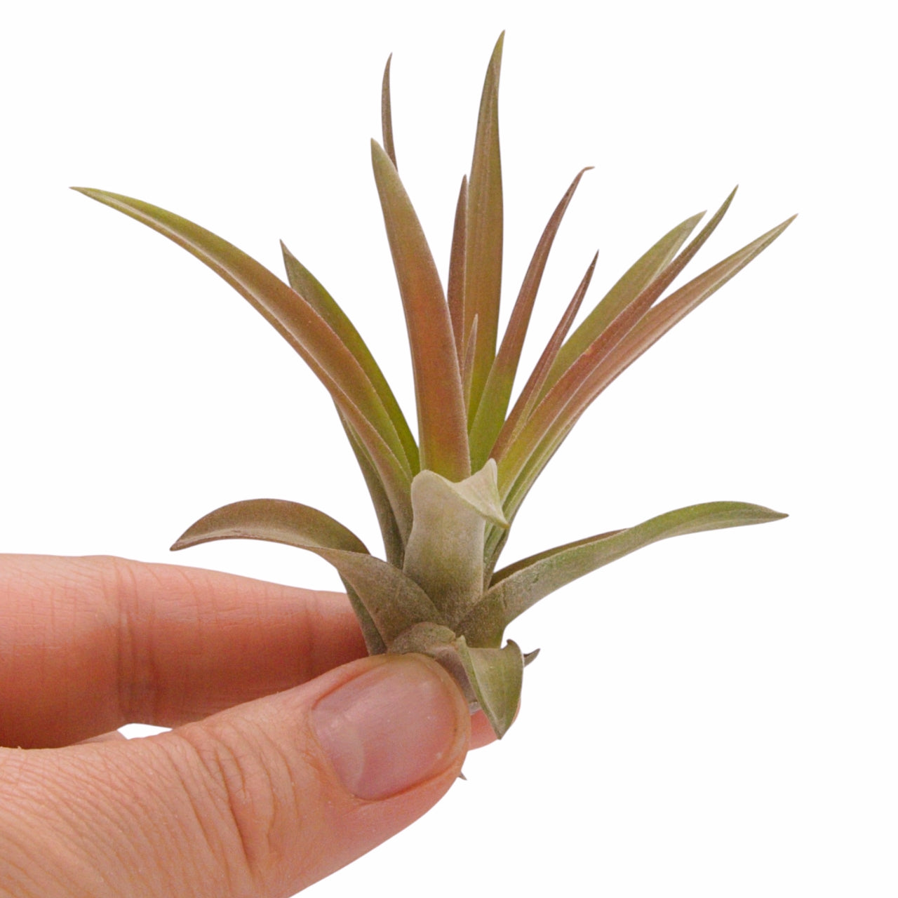 Tillandsia Velutina