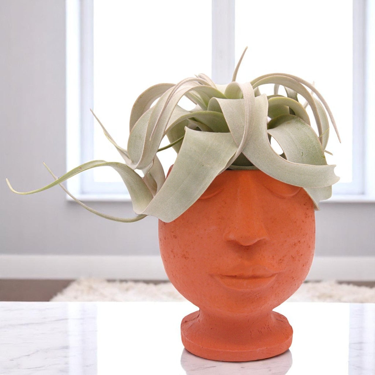 Tillandsia Xerographica