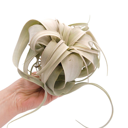 Tillandsia Xerographica