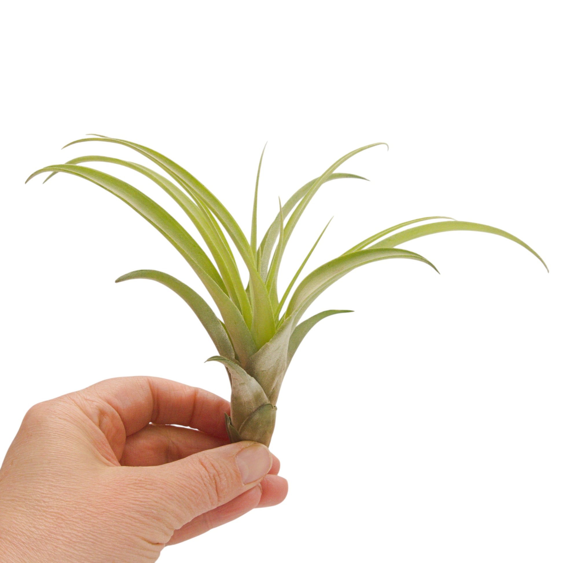 tillandsia capitata peach