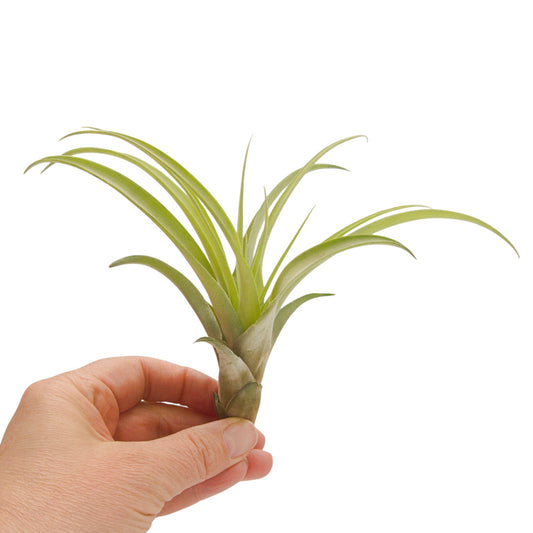 tillandsia capitata peach