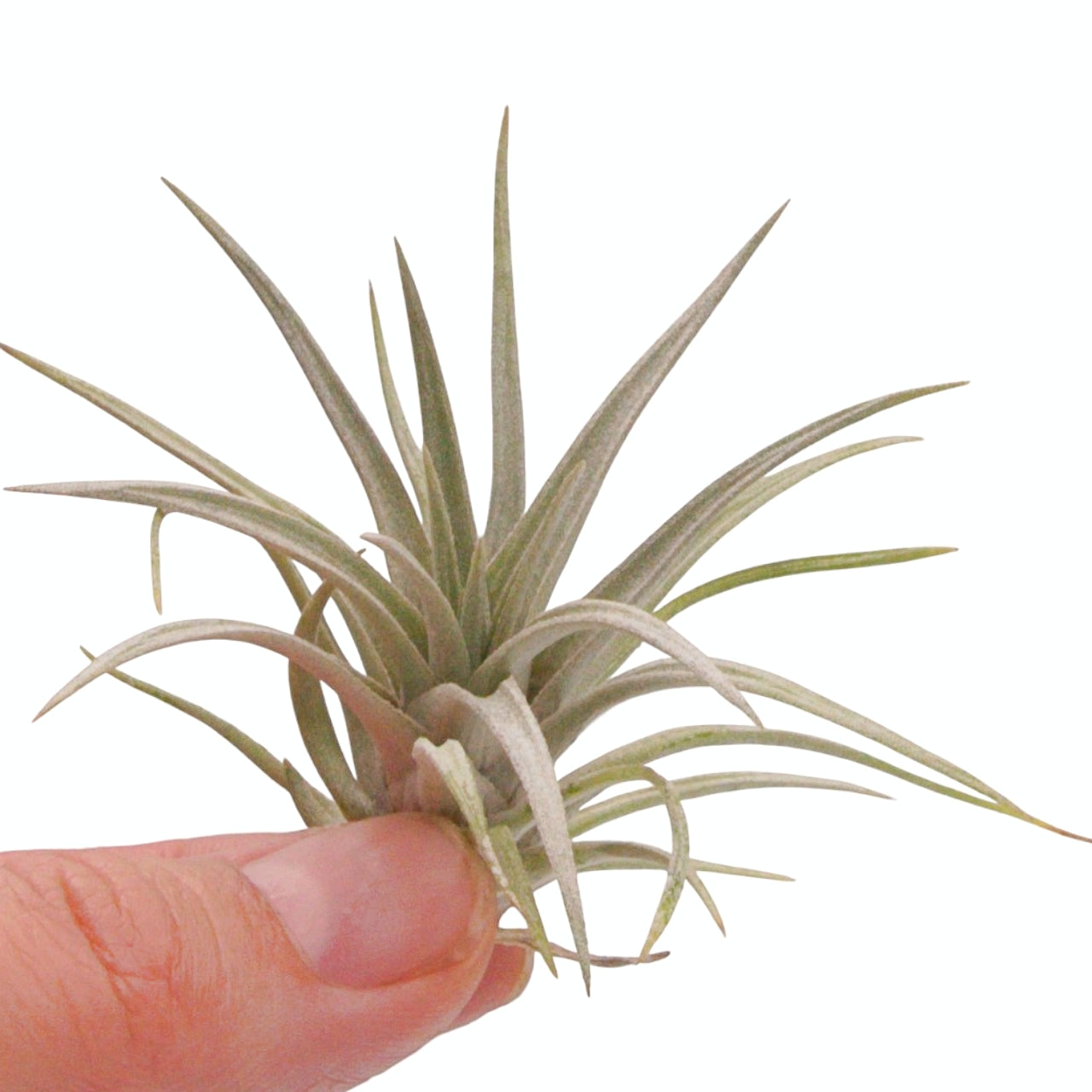 Tillandsia airplant mima v chilitensis