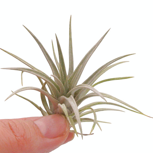 Tillandsia airplant mima v chilitensis
