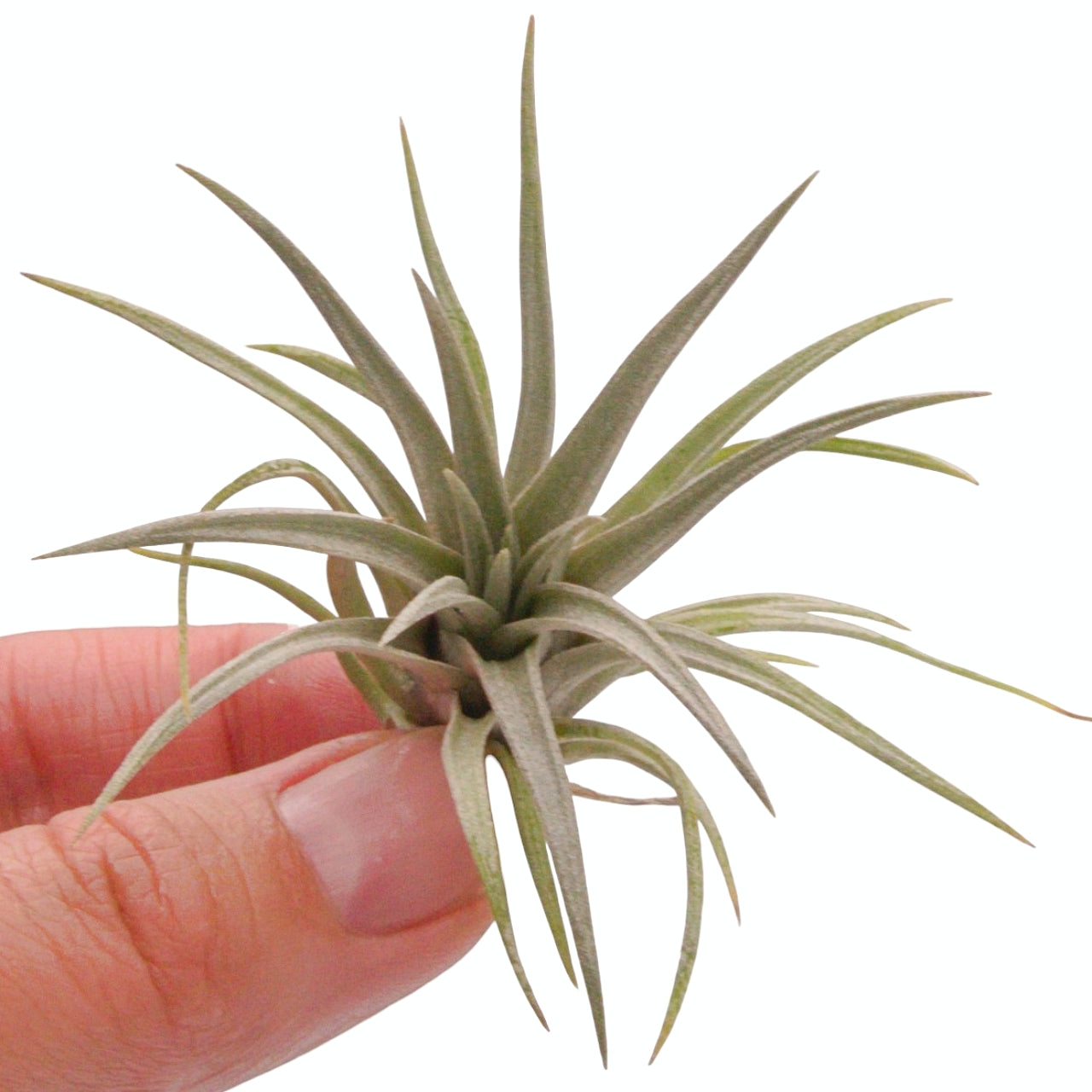 Tillandsia airplant mima v chilitensis