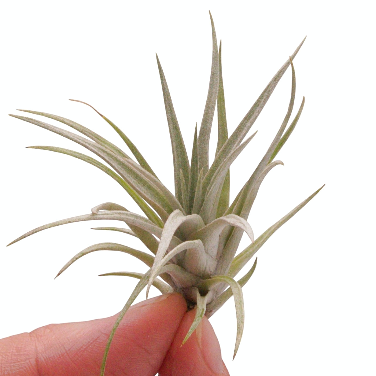 Tillandsia airplant mima v chilitensis