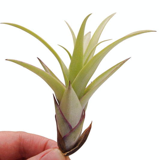 Tillandsia airplant secunda var. vivipara
