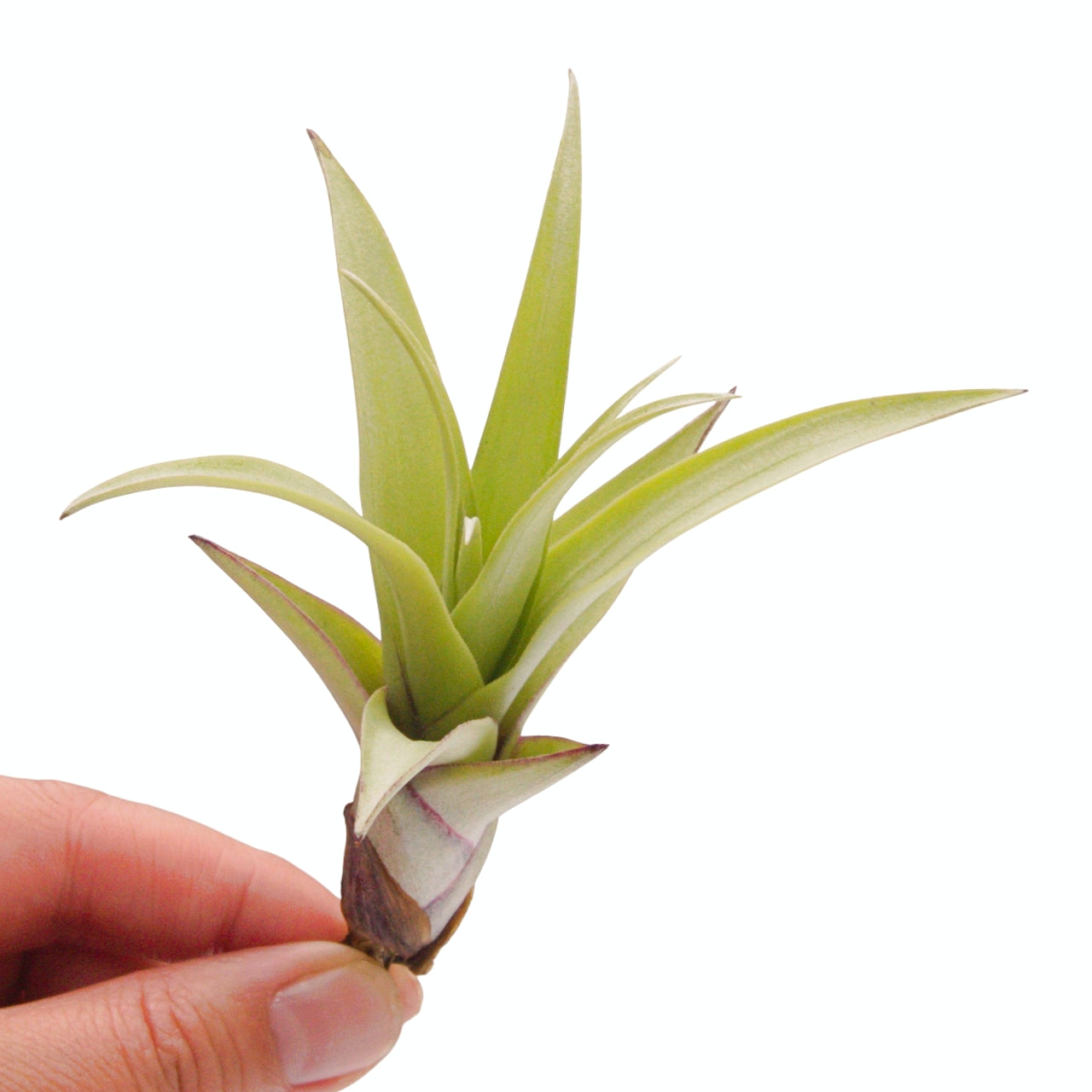Tillandsia airplant secunda var. vivipara