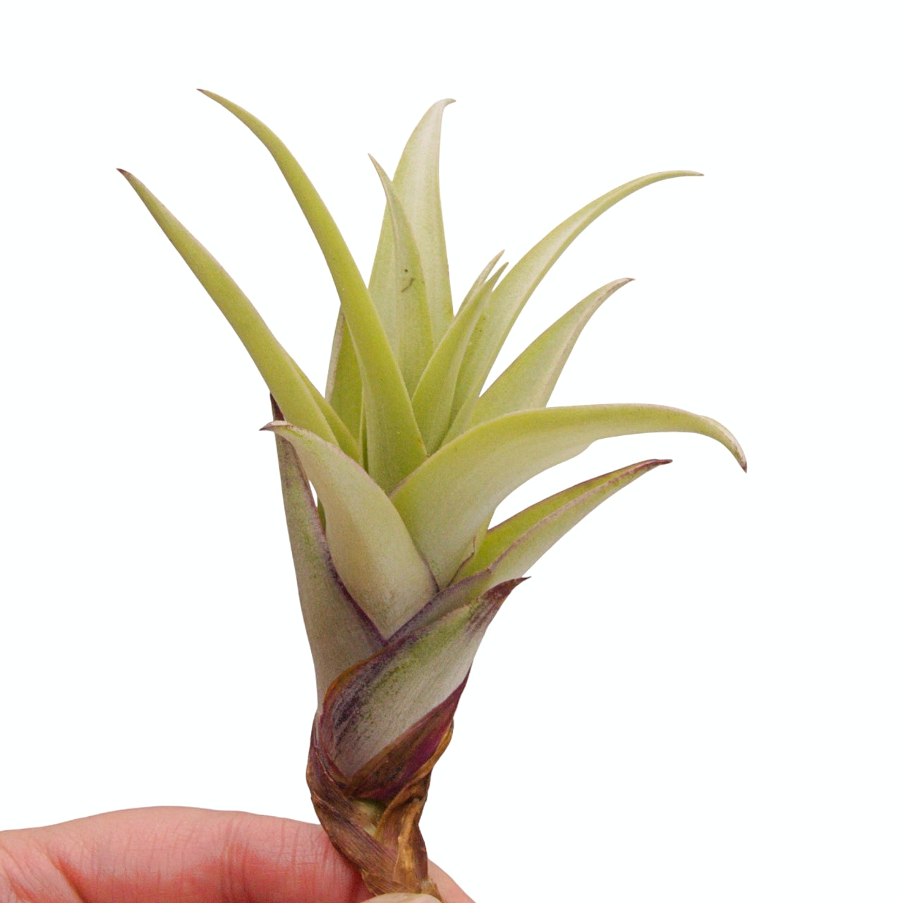 Tillandsia airplant secunda var. vivipara
