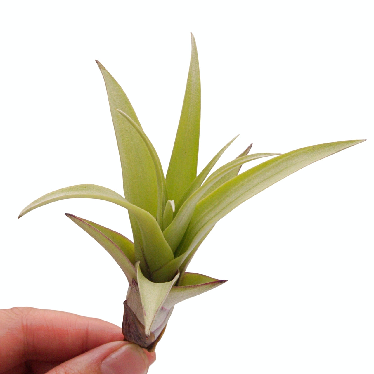 Tillandsia airplant secunda var. vivipara