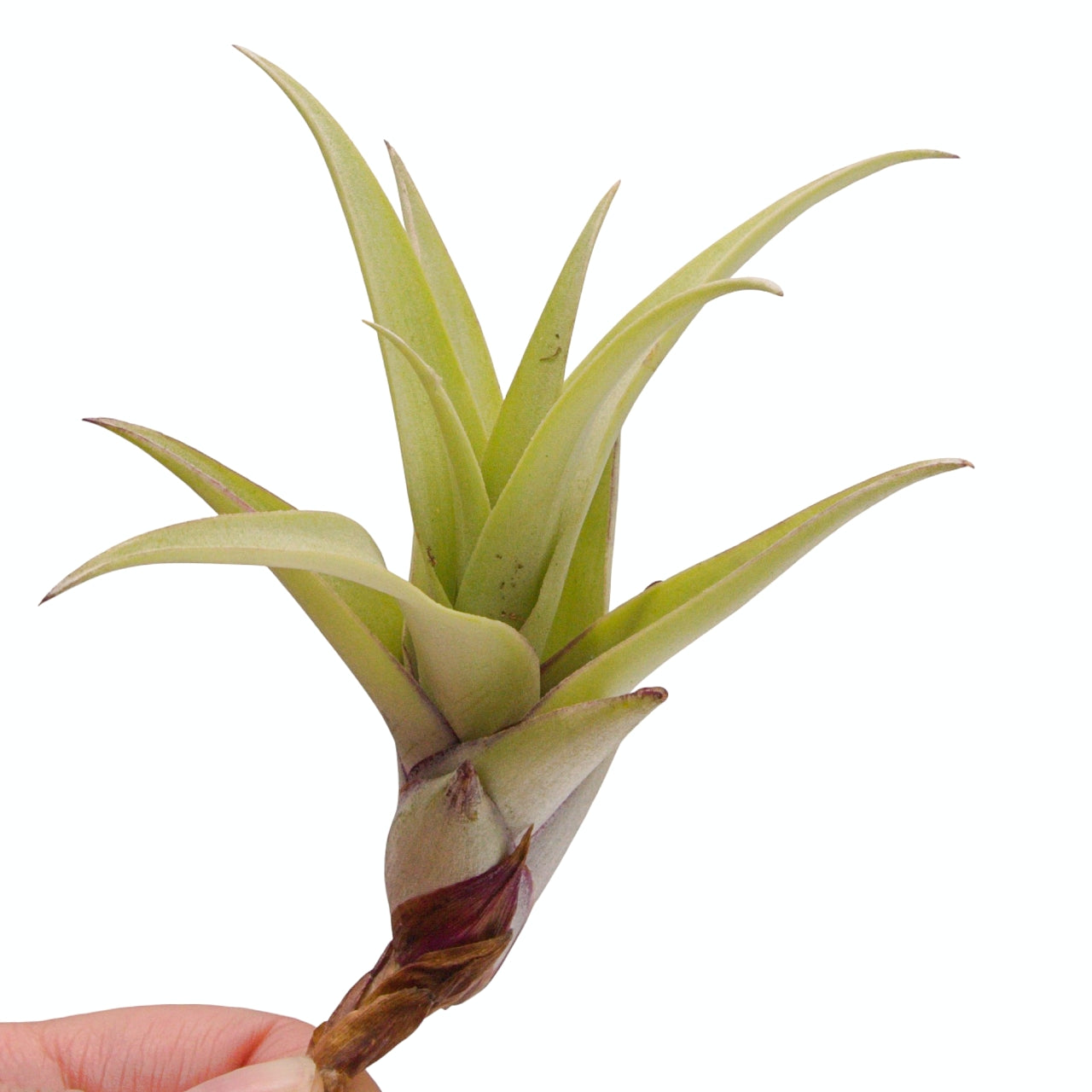 Tillandsia airplant secunda var. vivipara