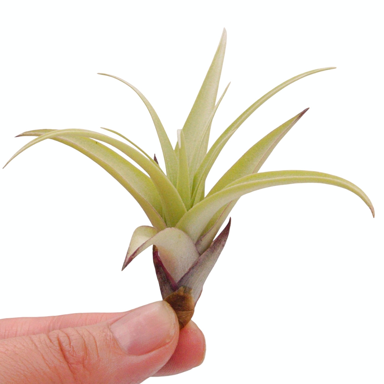 Tillandsia airplant secunda var. vivipara