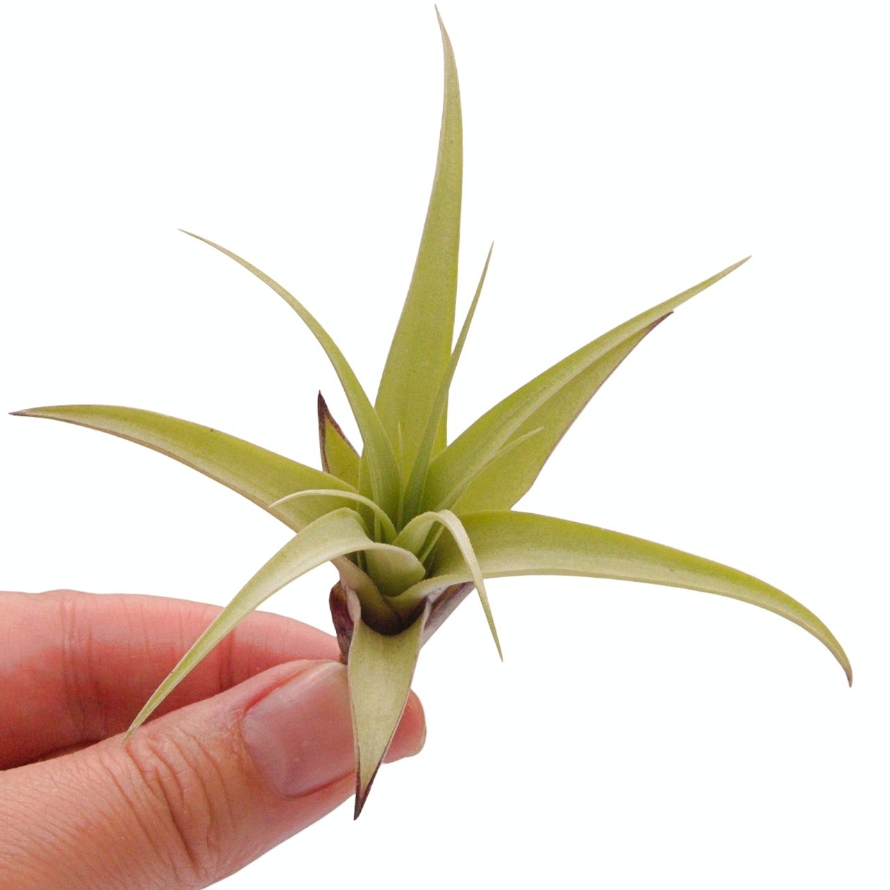 Tillandsia airplant secunda var. vivipara