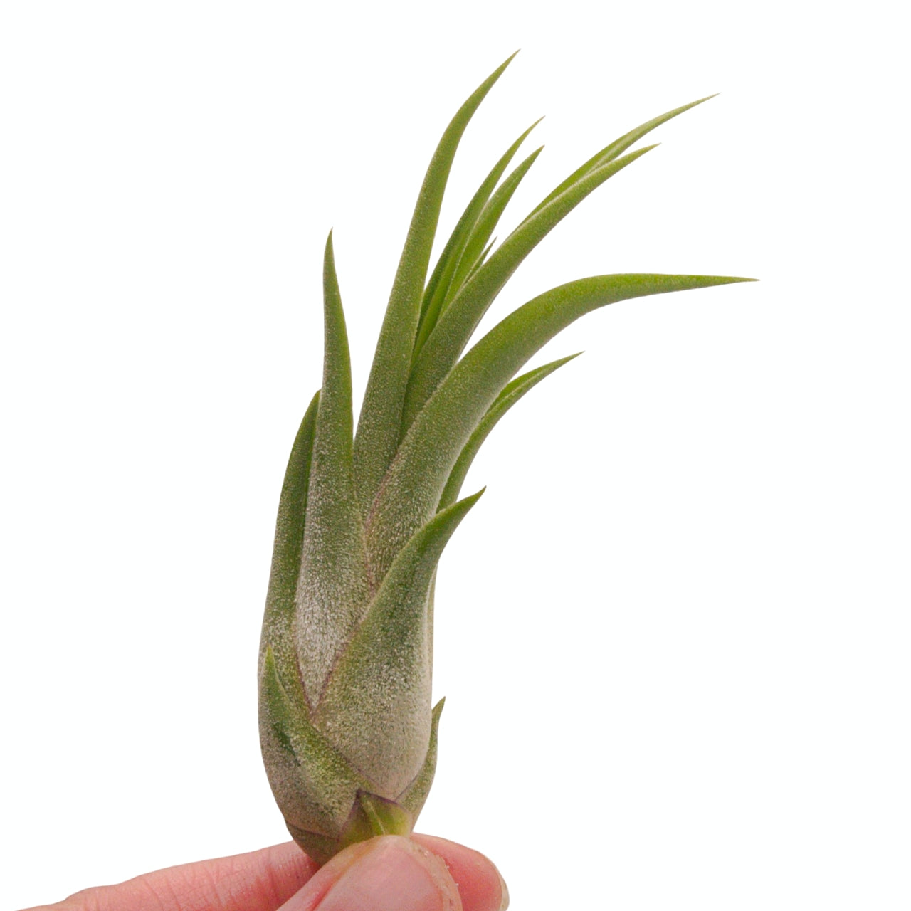 Tillandsia airplant Victoriana hybrid ionantha x brachycaulos
