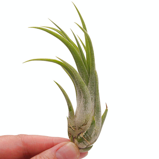 Tillandsia airplant Victoriana hybrid ionantha x brachycaulos