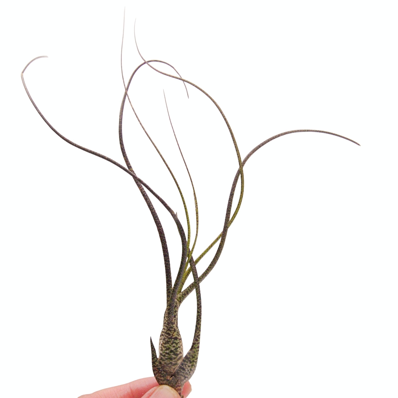 Tillandsia airplant butzii
