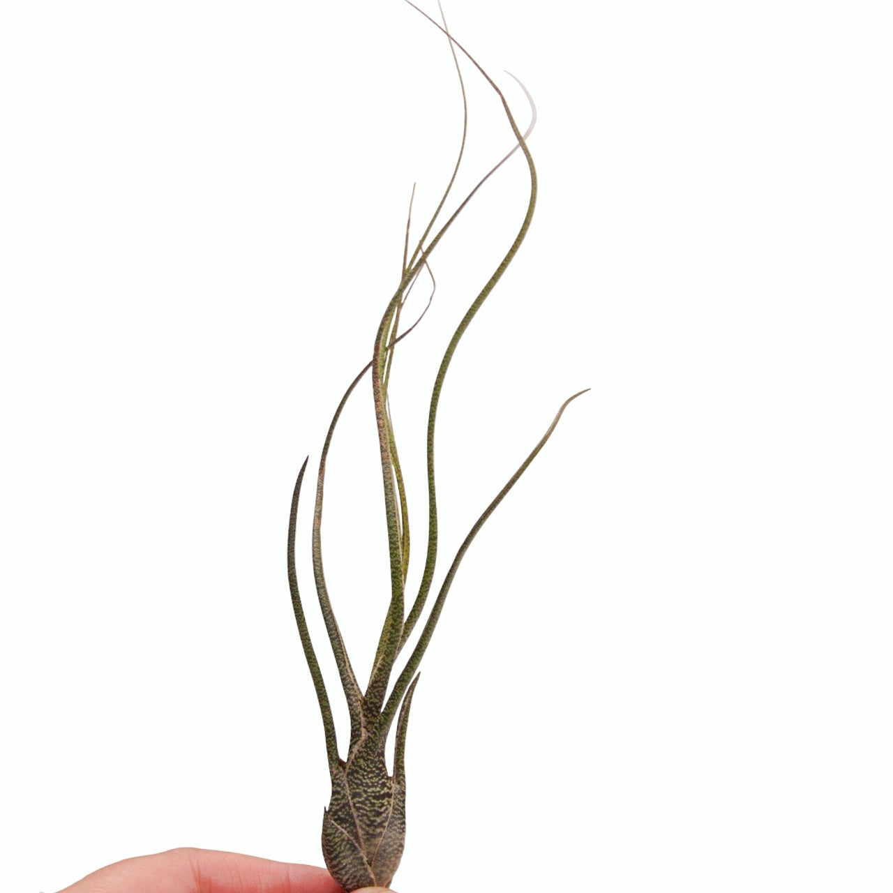 Tillandsia airplant butzii