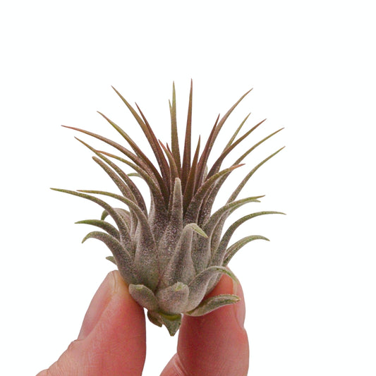 Tillandsia airplant ionantha rosita