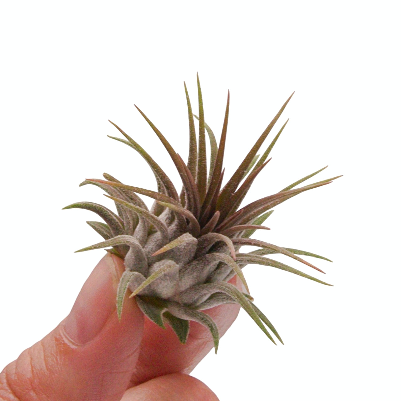Tillandsia airplant ionantha rosita