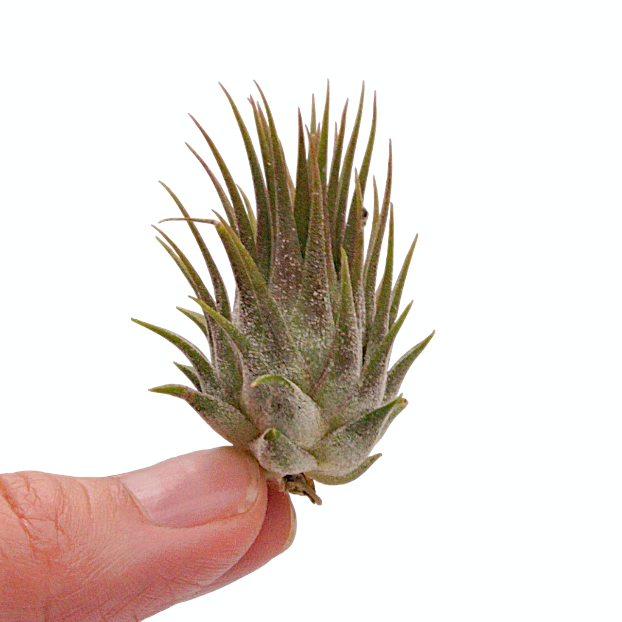 Tillandsia airplant ionantha rosita